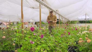 ung jordbrukare, blomsterhandlare gående bland reste sig plantor. stilig trädgårdsmästare arbetssätt med hans läsplatta i hand. video