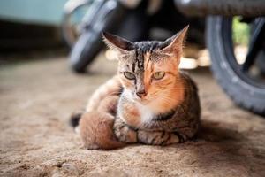 a female domestic cat relaxing and nursing her kittens photo