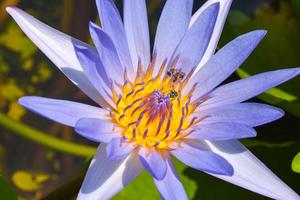 bees  pollen of a purple lotus flower blooming in a Thai garden photo