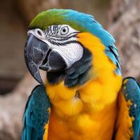 Colorful blue and yellow macaw parrot Ara ararauna. Illustration photo