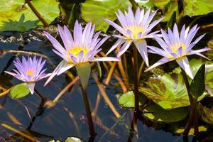 purple lotus blooming in water garden Bangkok Thailand photo