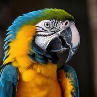 Colorful blue and yellow macaw parrot Ara ararauna. Illustration photo