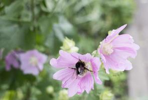 Pink mallow flower in a flowerbed with bumblebee against a background of green leaves photo