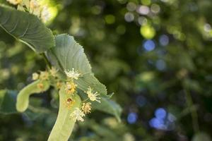 Tilia, linden tree, basswood or lime tree with unblown blossom. Tilia tree is going to bloom. A bee gathers lime-colored honey photo