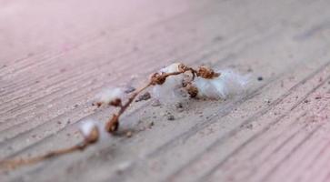 Poplar fluff worm on pink wooden background, abstract natural pattern photo