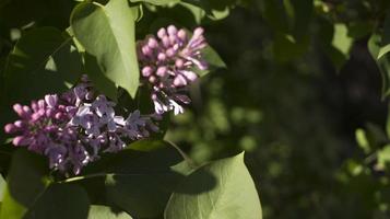 Flower background - lilac flowers in spring garden photo