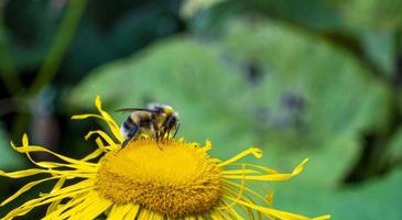 abeja coleccionar néctar desde un hermosa flor foto