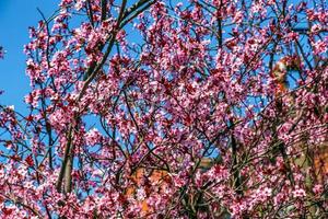 Prunus Cerasifera Pissardii Tree blossom with pink flowers. Spring twig of Cherry, Prunus cerasus on blurred natural garden background. Selective focus. Fresh wallpaper, nature background concept photo