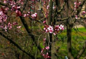 Prunus Cerasifera Pissardii Tree blossom with pink flowers. Spring twig of Cherry, Prunus cerasus on blurred natural garden background. Selective focus. Fresh wallpaper, nature background concept photo