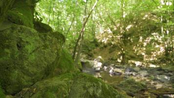 musgoso árvores e pedras. corrente fluindo através coberto de musgo árvore roupa de baixo e pedras. video