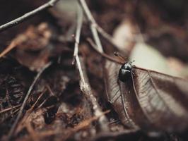 a beautiful black beetle climbs on a leaf in the forest. photo