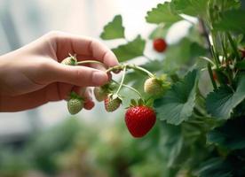 Close-up of female hand picking fresh strawberries from strawberry tree in greenhouse photo