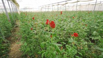 Rose Gewächshaus. Sämlinge von rot Rosen im das Blume Gewächshaus. video