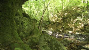 musgoso árvores e pedras. corrente fluindo através coberto de musgo árvore roupa de baixo e pedras. video