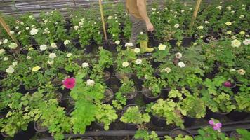 joven hombre trabajando en invernadero comprobación rosas. jardinero comprobación flores video