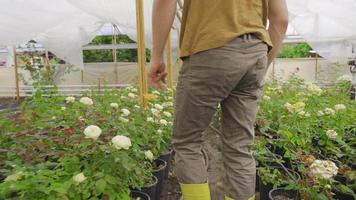 flor cultivo. flor producción en el invernadero. joven jardinero mira a el Rosa flores él tiene crecido. video