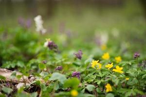 Close up of spring forest flowers background. photo