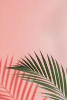 Palm leaves on pink background. Flora  wallpaper backdrop. photo