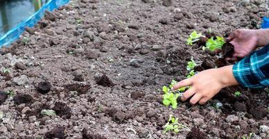 Close-up Farmer female hand planting sprout with the Green lettuce in fertile soil. photo
