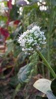 Onion flower on portrait blur background, close-up photo of growing onion vegetable