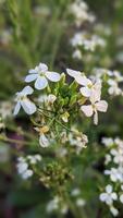 un hermosa imagen de primavera blanco Cereza flores levitación concepción. foto