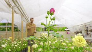 plantador ou agricultor é usando uma tábua para monitor a crescimento do rosa flores jardineiro verificação rosa mudas trabalho dentro estufa. video