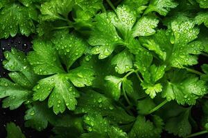 Fresh green leaves of Cilantro, parsley, covered with water droplets. Background. photo