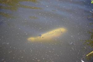Koi Carp in Muddy Swamp Water photo