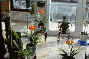 Blooming Clivia Lily and Cactus photo