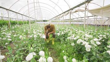 blanco Rosa producción en el invernadero. florista joven hombre comprobación y cuidando para plántulas de blanco rosas. video