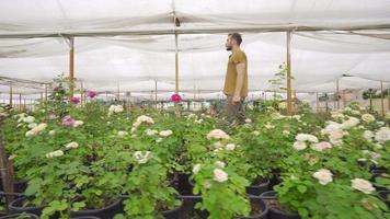 jardinero comprobación flores en invernadero. joven jardinero caminando en invernadero dónde rosas son crecido. video