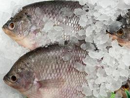 raw carp on ice, to keep the fish fresh photo