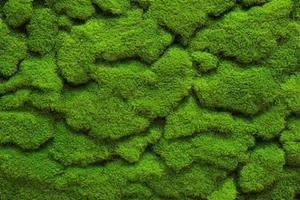 textura de musgo verde foto