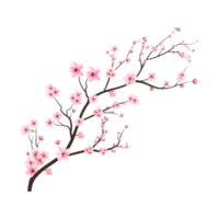 Cherry blossom branch with spreading pink Sakura flower. Watercolor cherry flower. Watercolor flower PNG. Sakura branch on transparent background. Cherry blossom branch with Sakura PNG. png