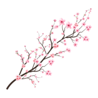 Cherry blossom with watercolor Sakura flower PNG. Cherry blossom branch with pink blooming Sakura flower. Realistic watercolor cherry flower. Sakura branch on a transparent background. Blossom flower. png