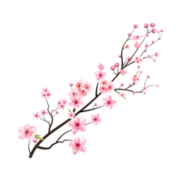 Cherry blossom with watercolor Sakura flower blooming PNG. Realistic watercolor cherry flower PNG. Sakura branch. Cherry blossom branch with pink Sakura flower PNG. Japanese Cherry blossom. png
