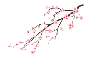 Realistic Cherry blossom branch. Sakura branch with blooming watercolor flower. Watercolor pink cherry flower PNG. Japanese Cherry blossom PNG. Cherry blossom with Sakura flower PNG. png