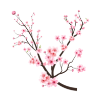 körsbär blomma gren med rosa blomning blommor. sakura gren png på transparent bakgrund. körsbär blomma med rosa vattenfärg sakura blomma. realistisk vattenfärg sakura blomma png.