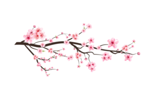 kers bloesem Afdeling met waterverf sakura bloem bloeiend png. realistisch waterverf sakura bloem verspreiden. Japans kers bloesem png. kers bloesem Afdeling met roze sakura bloem png. png
