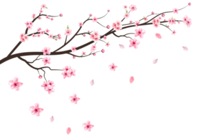 Realistic cherry blossom branch PNG. Pink Sakura flower falling. Sakura with blooming watercolor flower. Cherry blossom leaves falling. Japanese Cherry blossom PNG. Watercolor cherry flower PNG. png