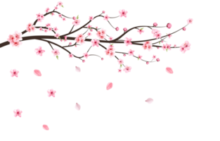 japansk körsbär blomma png. körsbär blomma löv faller. realistisk körsbär blomma gren. rosa sakura blomma faller. sakura gren med rosa vattenfärg blomma. vattenfärg körsbär blomma png. png