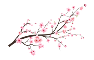 Cherry blossom with blooming watercolor Sakura flower. Realistic Sakura flower branch. Japanese Cherry blossom PNG. Cherry blossom branch PNG. Watercolor cherry flower illustration. png