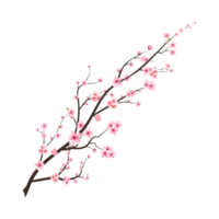 réaliste Cerise fleur branche. Japonais Cerise fleur png. Cerise fleur avec aquarelle épanouissement Sakura fleur. rose Sakura fleur branche png. aquarelle Cerise fleur png. png