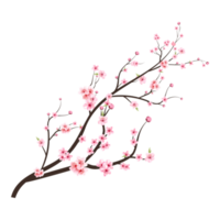 Japans kers bloesem png. kers bloesem Afdeling met sakura bloem. kers bloesem met roze waterverf sakura bloem png. waterverf kers bloem. sakura Afdeling Aan een transparant achtergrond. png