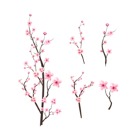 Cherry blossom with watercolor blooming Sakura. Realistic Cherry blossom branch elements. Sakura flower branch PNG. Pink watercolor cherry flower PNG. Japanese Cherry blossom PNG. png