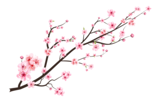 Cherry blossom with watercolor blooming Sakura flower. Japanese Cherry blossom PNG. Realistic watercolor cherry blossom PNG. Sakura branch with watercolor flower. Watercolor cherry flower. png