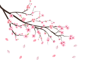 Cherry blossom branch with blooming Sakura PNG. Realistic watercolor cherry flower. Cherry blossom leaves falling PNG. Cherry branch with Sakura. Pink Sakura leaf falling. Sakura flower branch PNG. png