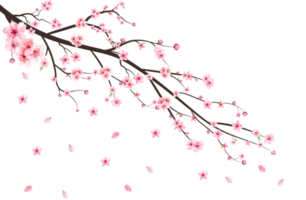 Cherry blossom with watercolor Sakura flower. Cherry blossom leaves falling. Realistic Sakura branch PNG. Japanese Cherry blossom PNG. Pink Sakura flower falling. Cherry branch with Sakura. png