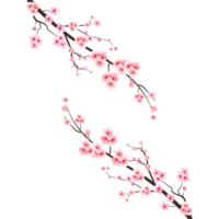 körsbär blomma med vattenfärg sakura blomma. japansk körsbär blomma png. körsbär blomma gren med rosa sakura. vattenfärg körsbär blomma png. sakura blomma gren png. png