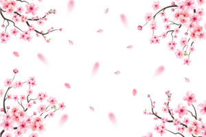 Cherry blossom with pink Sakura flower PNG. Pink Sakura leaf falling. Sakura branch with blooming watercolor flower. Cherry blossom leaves falling. Japanese Cherry blossom PNG. png